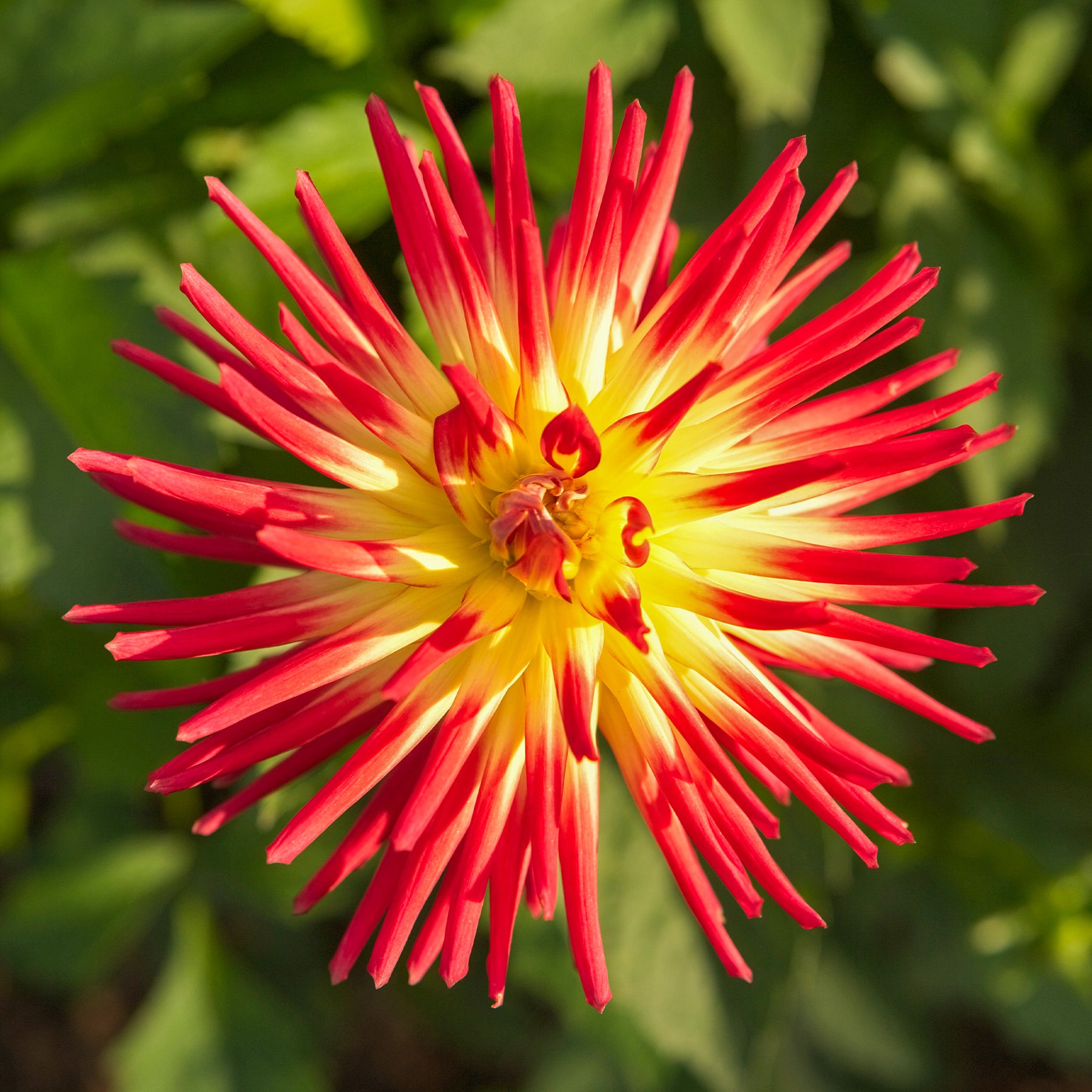 Verkauf Kaktus-Dahlie Feuervogel (x3) - Dahlia cactus oiseau de feu