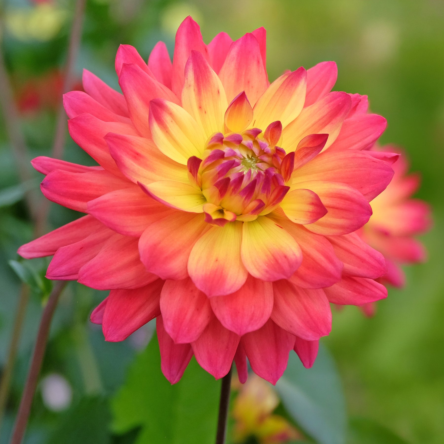 Dahlien Tricolore (x3) - Dahlia tricolore - Willemse