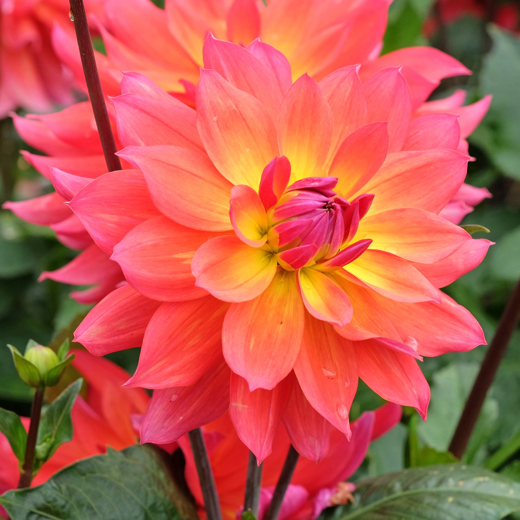 Dahlien Tricolore (x3) - Willemse