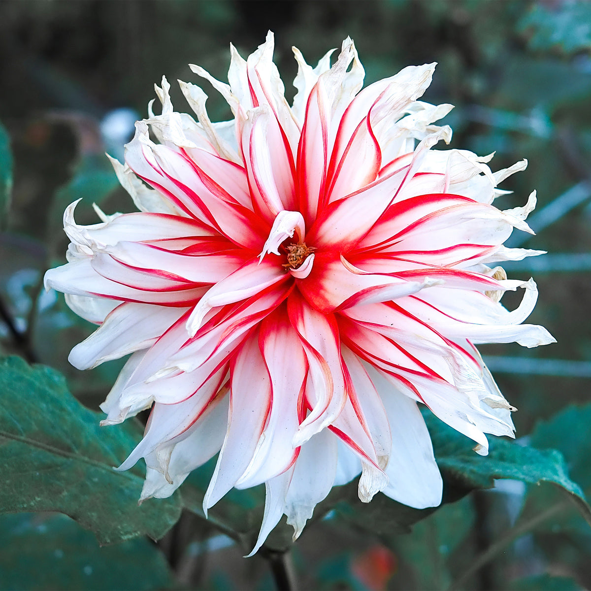 Dahlia santa claus - Dahlien Santa Claus (x3) - Dahlien-Zwiebeln