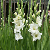 Gladiolen White Prosperity (x25) - Willemse