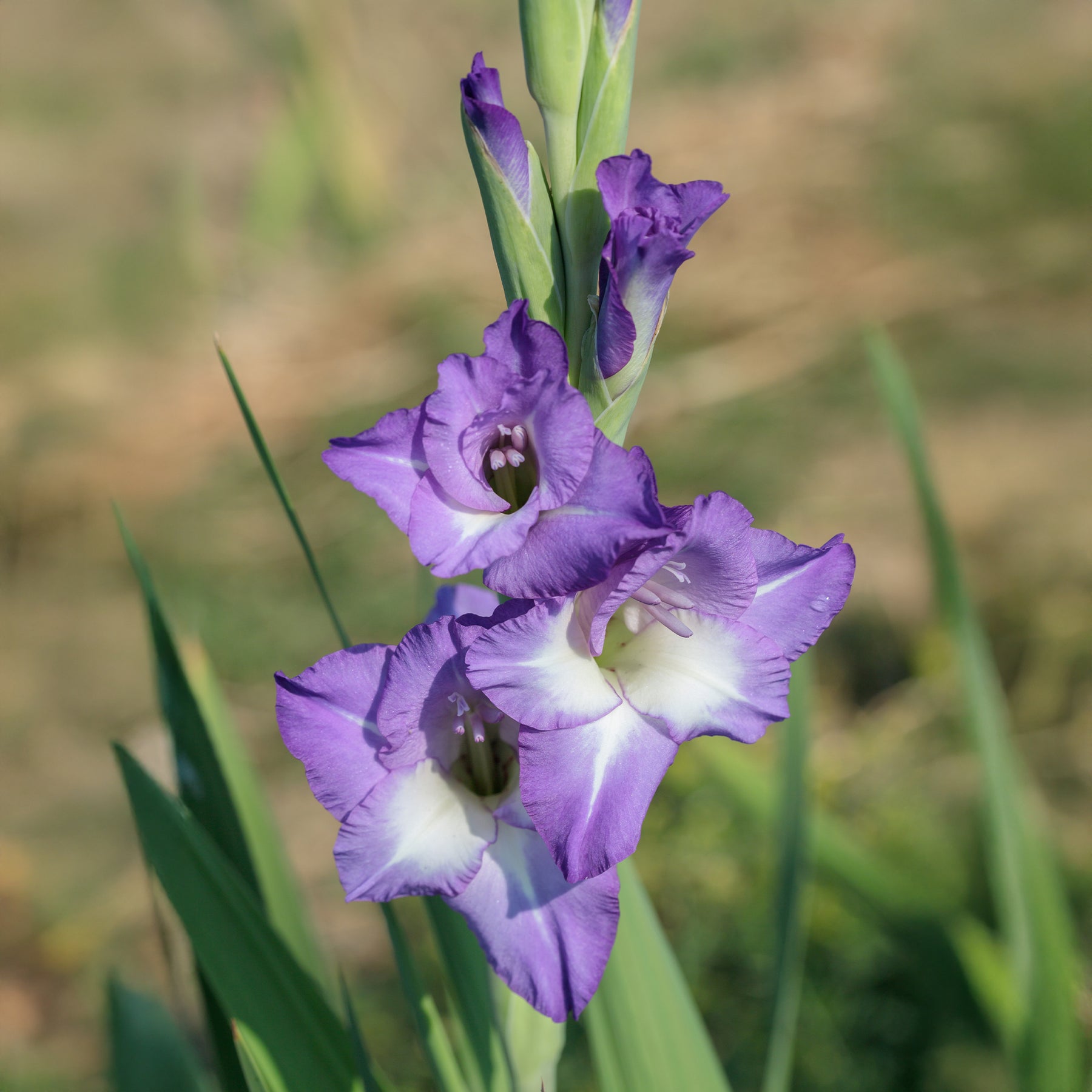 Gladiolen Nori (x25) - Gladiolus nori - Willemse