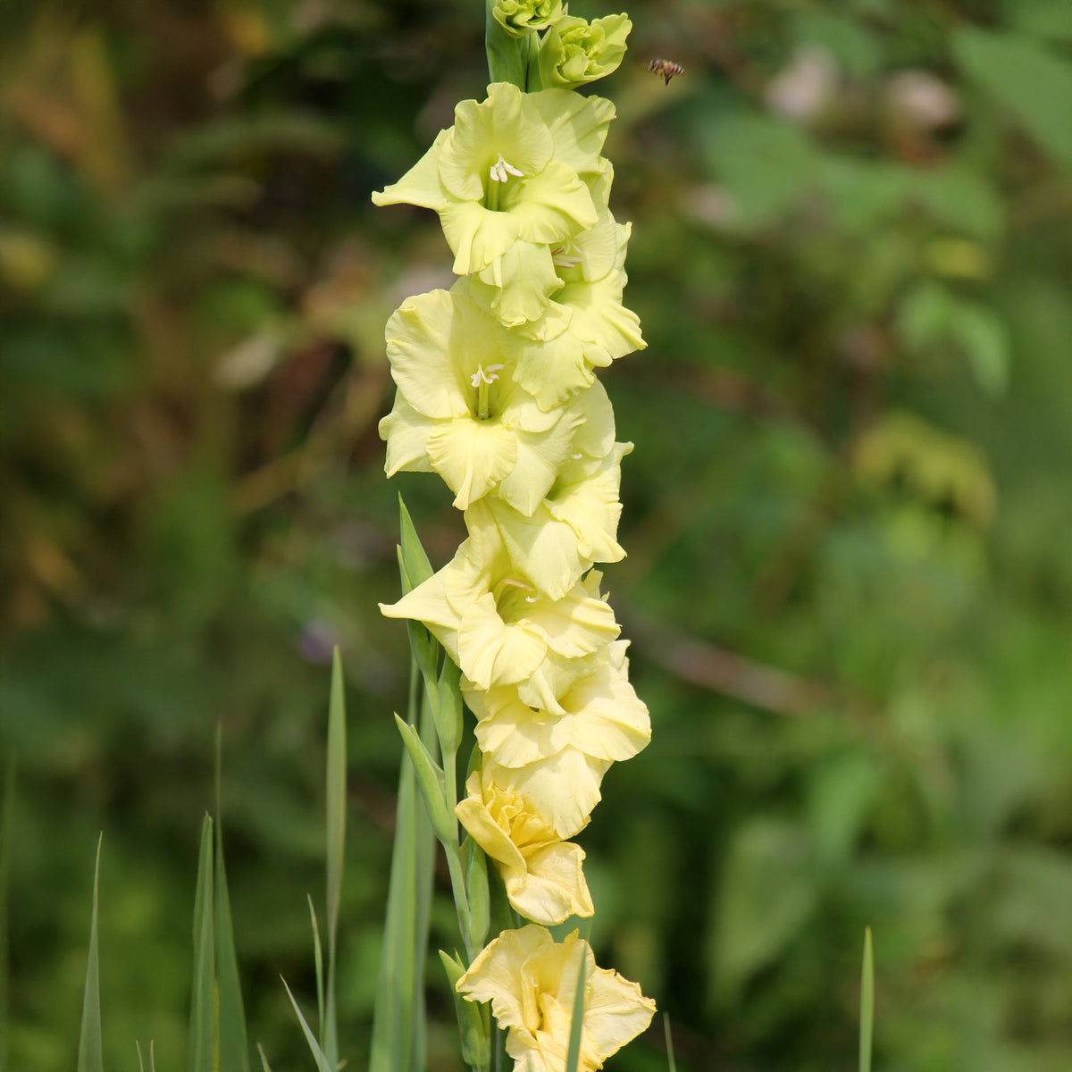 Gladiolen Dingadong (x25) - Gladiolus Dingadong - Willemse