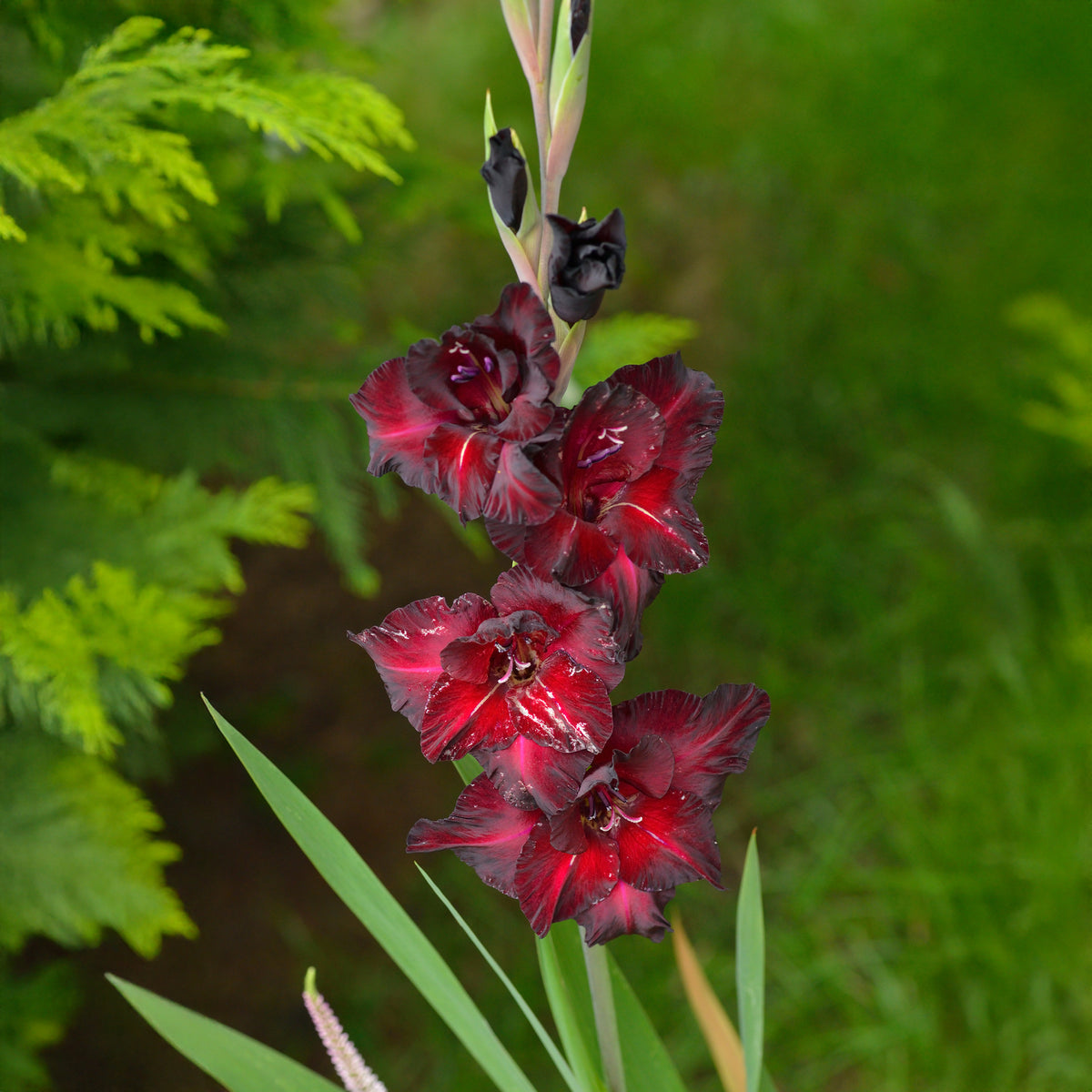 Gladiolen Black Surprise (x25) - Gladiolus Black Surprise - Willemse