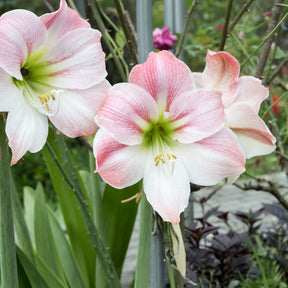 Amaryllis Angelique - Willemse