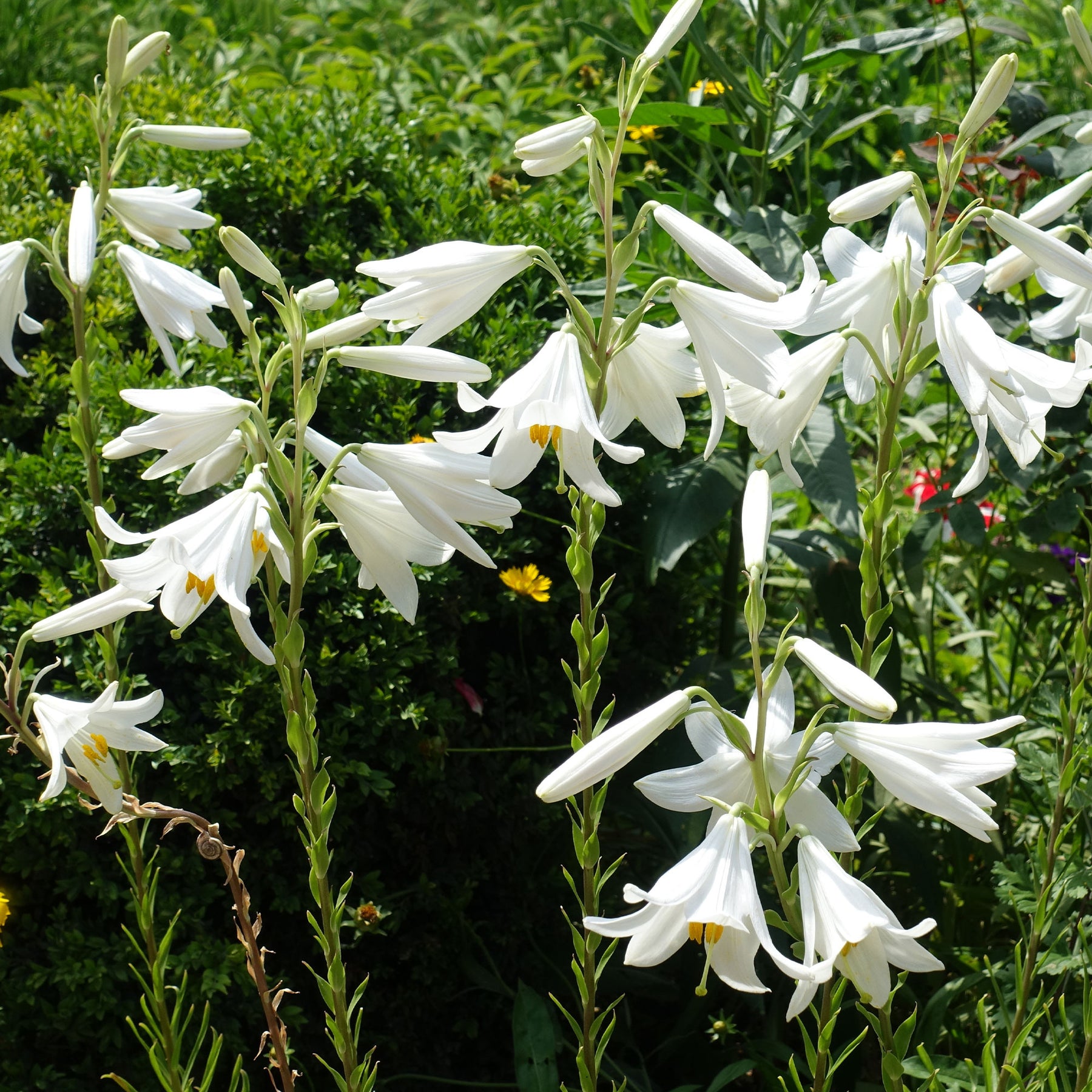 Verkauf Madonnenlilien (x2) - Lilium candidum