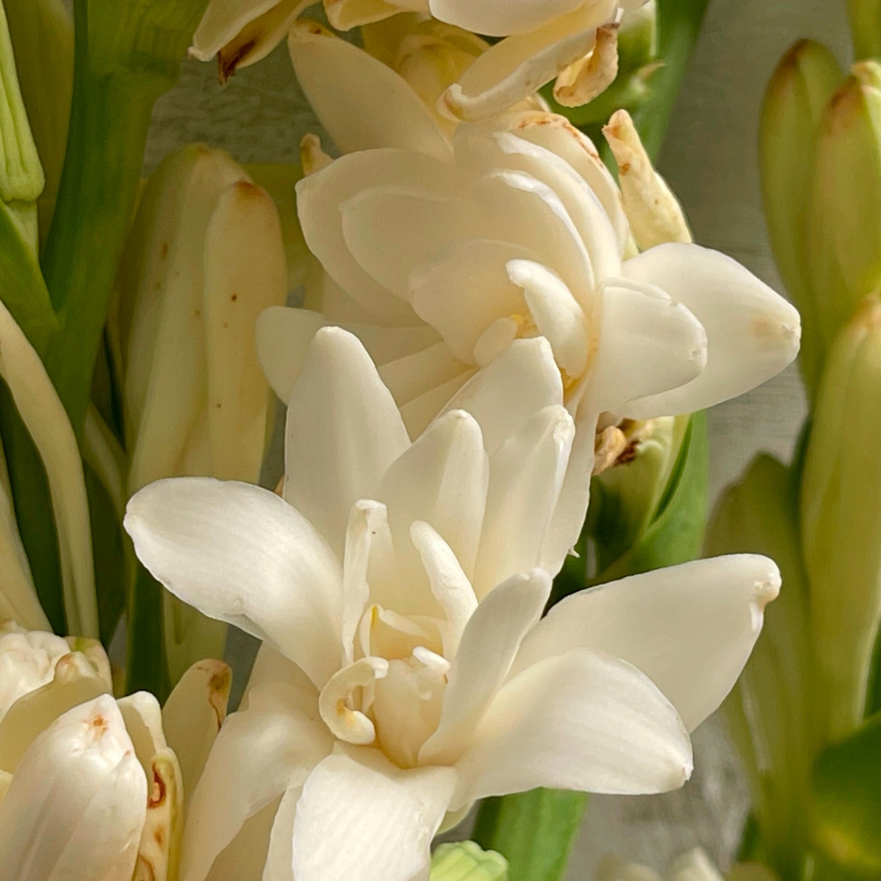 Tuberose The Pearl (x3) - Polianthes tuberosa the pearl - Willemse