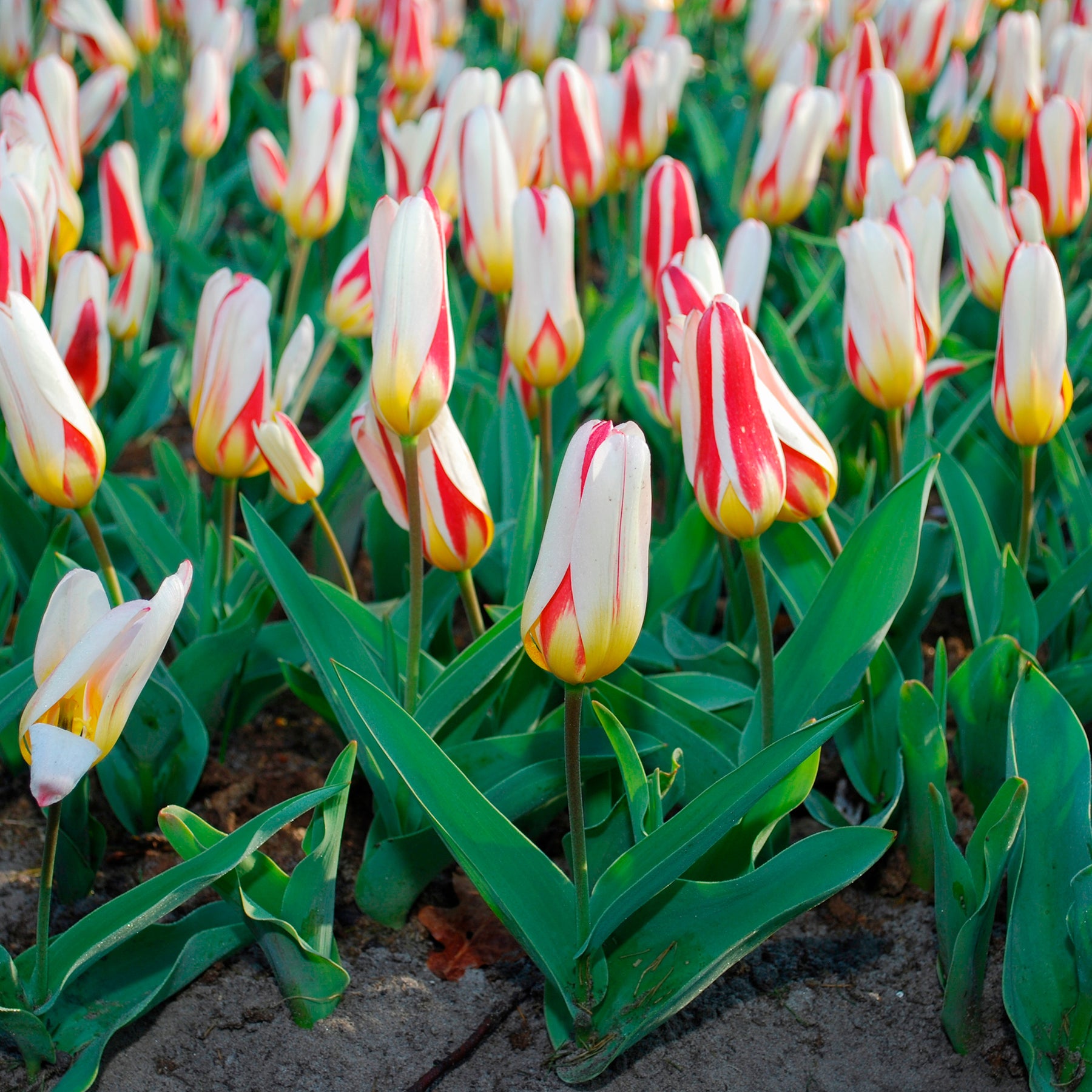 Tulpen The First