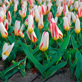 Tulpen The First