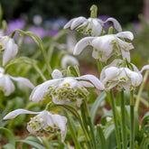 Doppeltes Schneeglöckchen (x10) - Galanthus nivalis flore pleno - Willemse