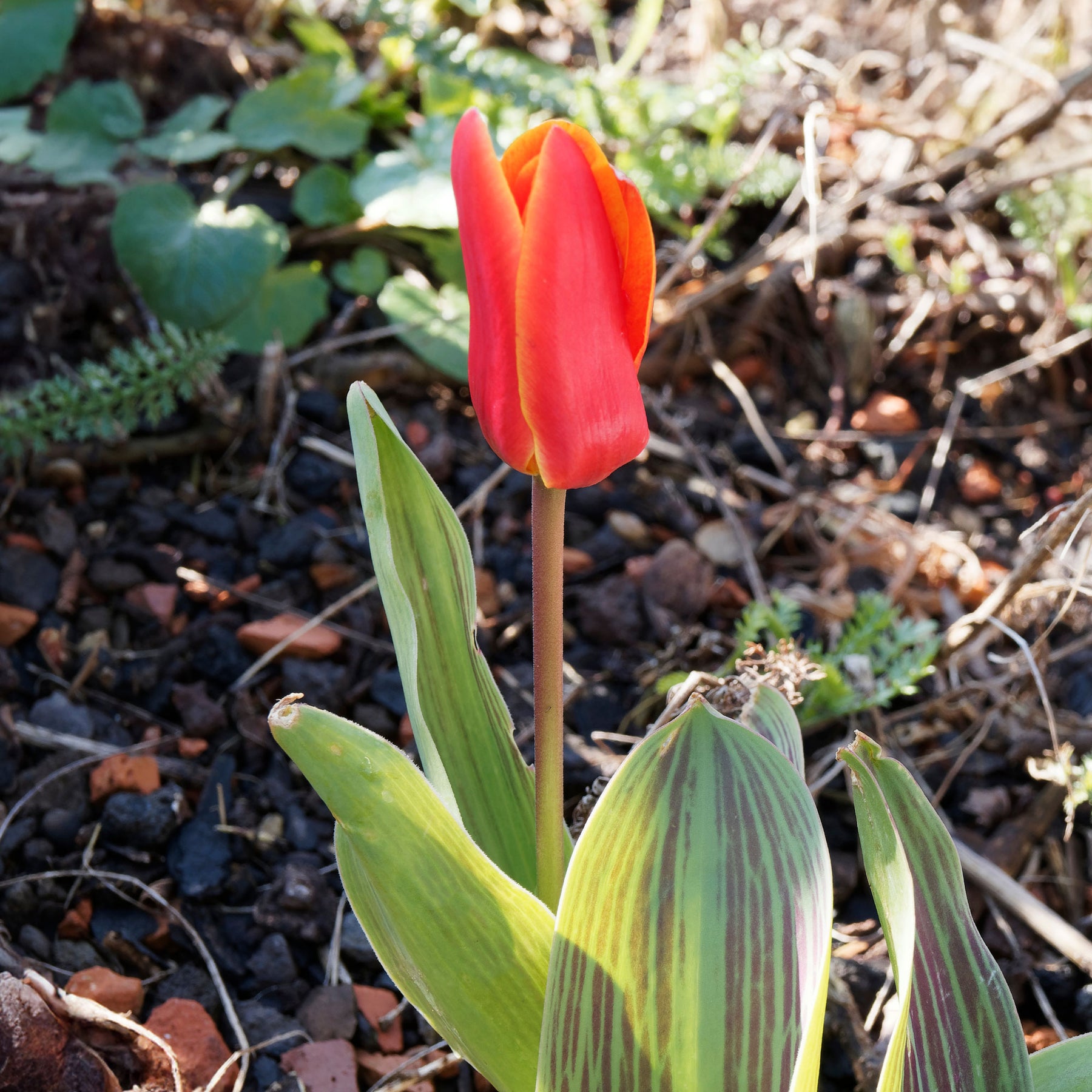 Greigii-Tulpen ‘Chaperon Rouge’ (x10) - Tulipa greigii chaperon rouge - Willemse