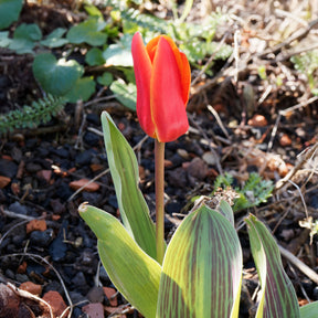 Greigii-Tulpen ‘Chaperon Rouge’ (x10) - Tulipa greigii chaperon rouge - Willemse
