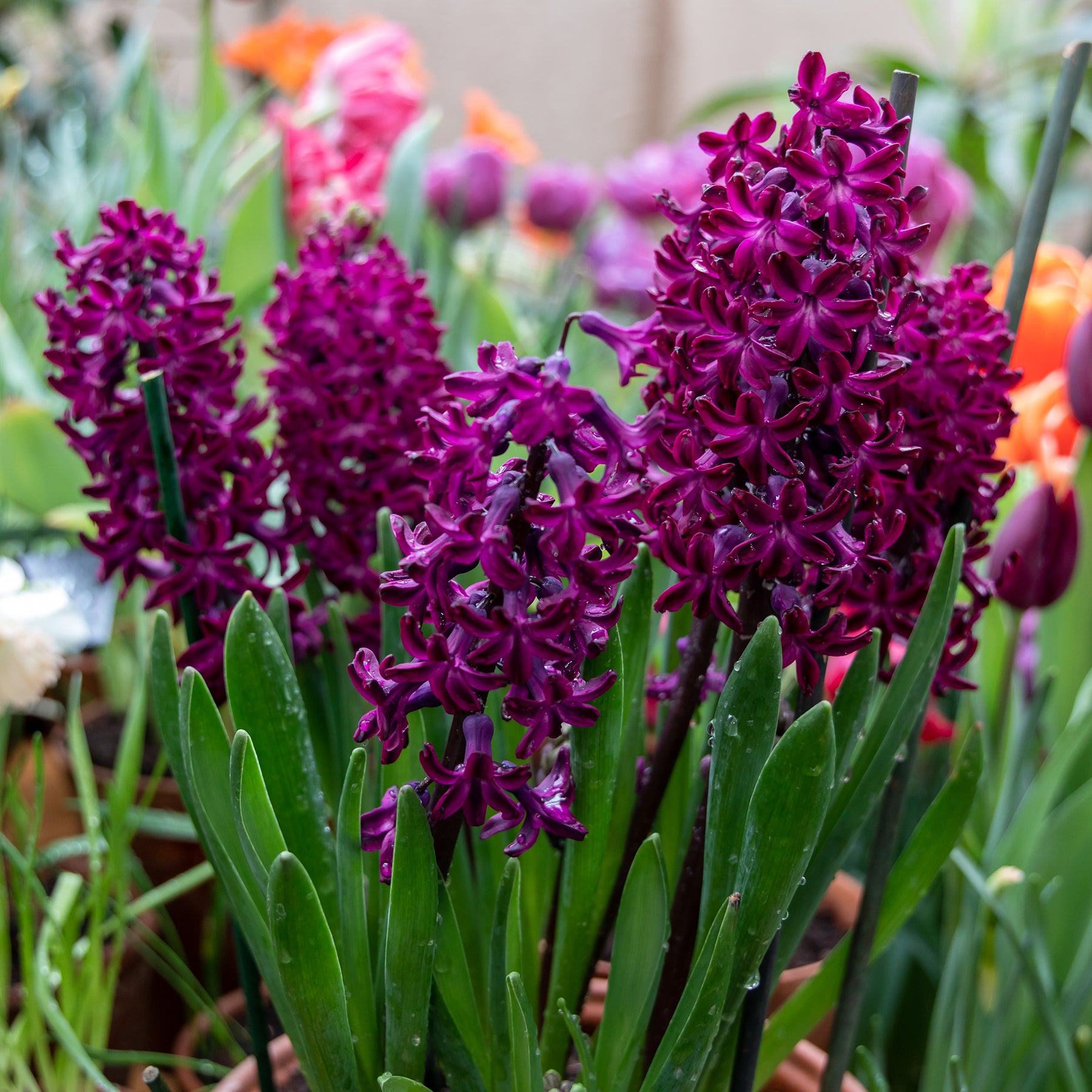 Hyazinthe 'Woodstock' (x6) - Hyacinthus orientalis woodstock - Willemse