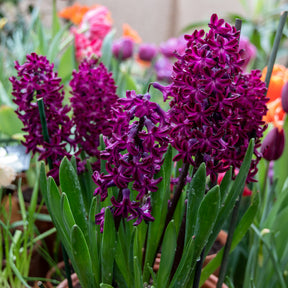 Hyazinthe 'Woodstock' (x6) - Hyacinthus orientalis woodstock - Willemse