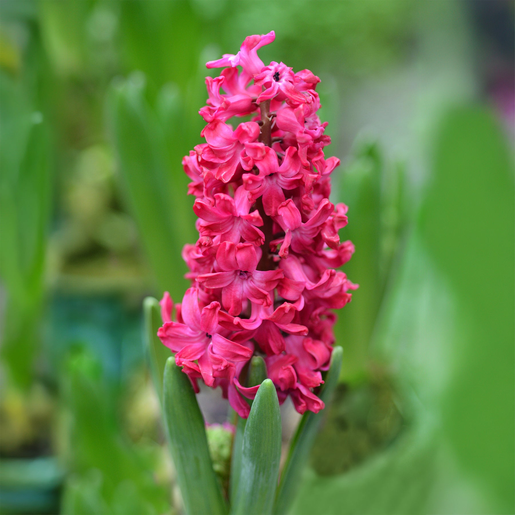 Hyazinthe 'Jan Bos' (x6) - Hyacinthus orientalis Jan Bos - Willemse