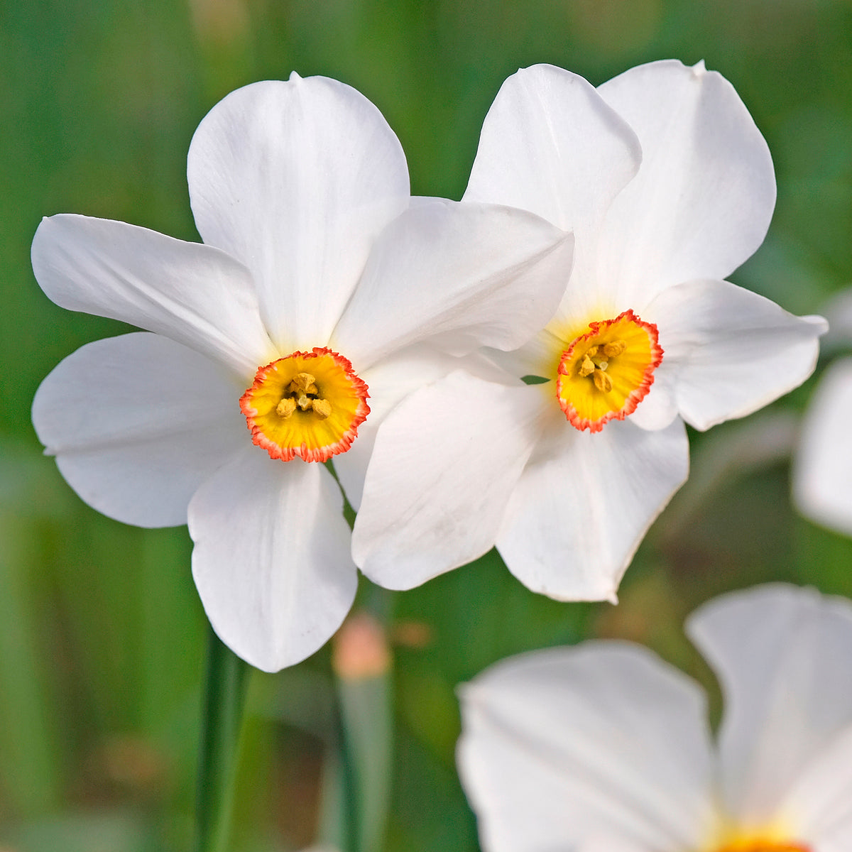 Narzisse Poeticus 'Actea' (x10)