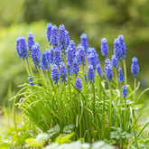 Traubenhyazinthen (x10) - Muscari armeniacum - Willemse
