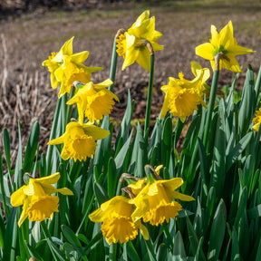 Narzisse ‘Rijnveld Early Sensation’ (x10) - Narcissus Rijnveld's Early Sensation - Willemse