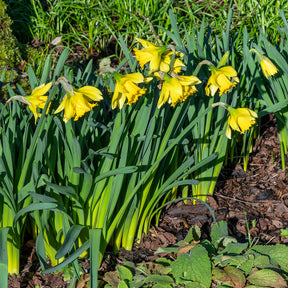 Narcissus Rijnveld's Early Sensation - Narzisse ‘Rijnveld Early Sensation’ (x10) - Narzissen-Zwiebeln