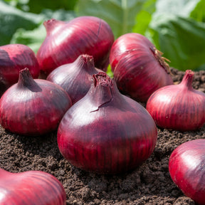 Zwiebelzwiebeln - Zwiebel-Kollektion ‘Snowball’, ‘Stuttgart’, ‘Brunswick’ (x3) - Allium cepa snowball, stuttgart, brunswick