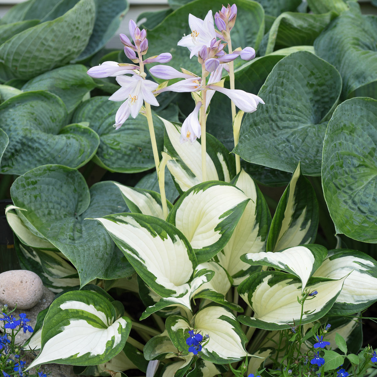 Funkie Feuer und Eis - Hosta Fire and Ice - Willemse