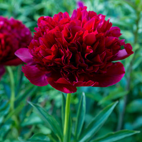 Verkauf Pfingstrose Red Charm - Paeonia lactiflora x Red Charm