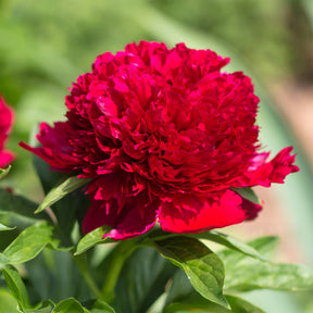 Pfingstrose Red Charm - Paeonia lactiflora x Red Charm - Willemse