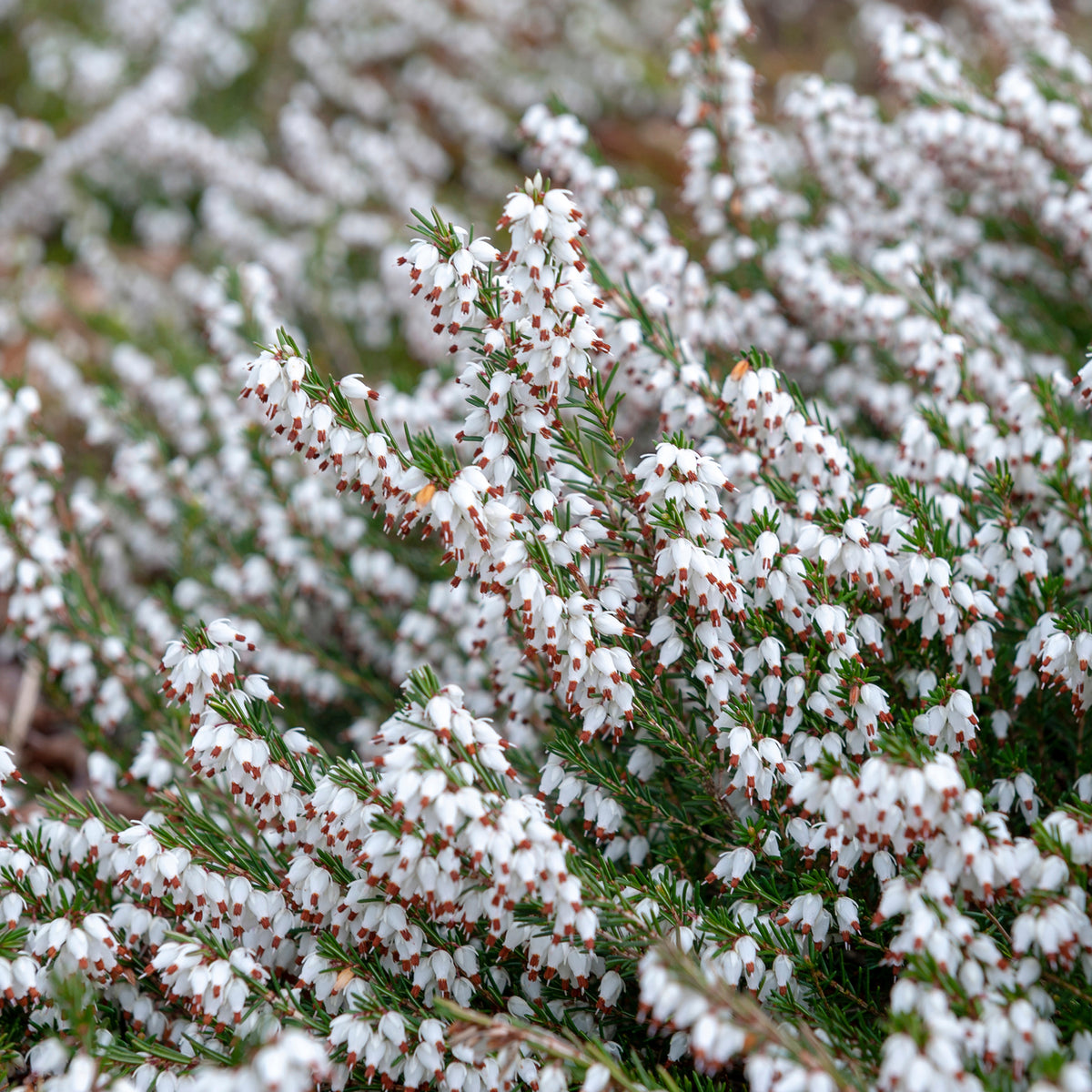 Weiße Winterheide (x3) - Erica carnea - Willemse