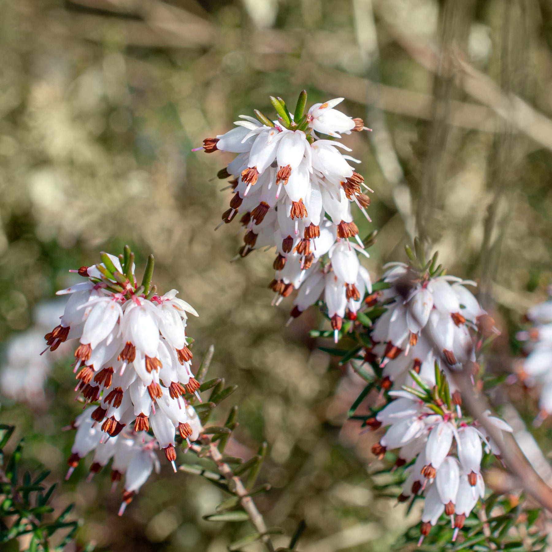 Weiße Winterheide (x3) - Erica carnea - Stauden