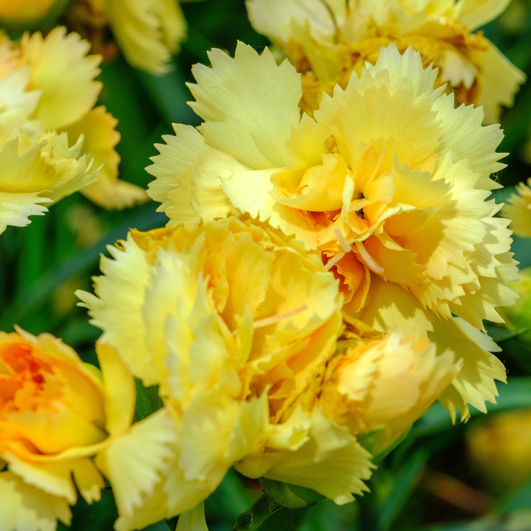 Nelken Grenadin gelb (x2) - Willemse