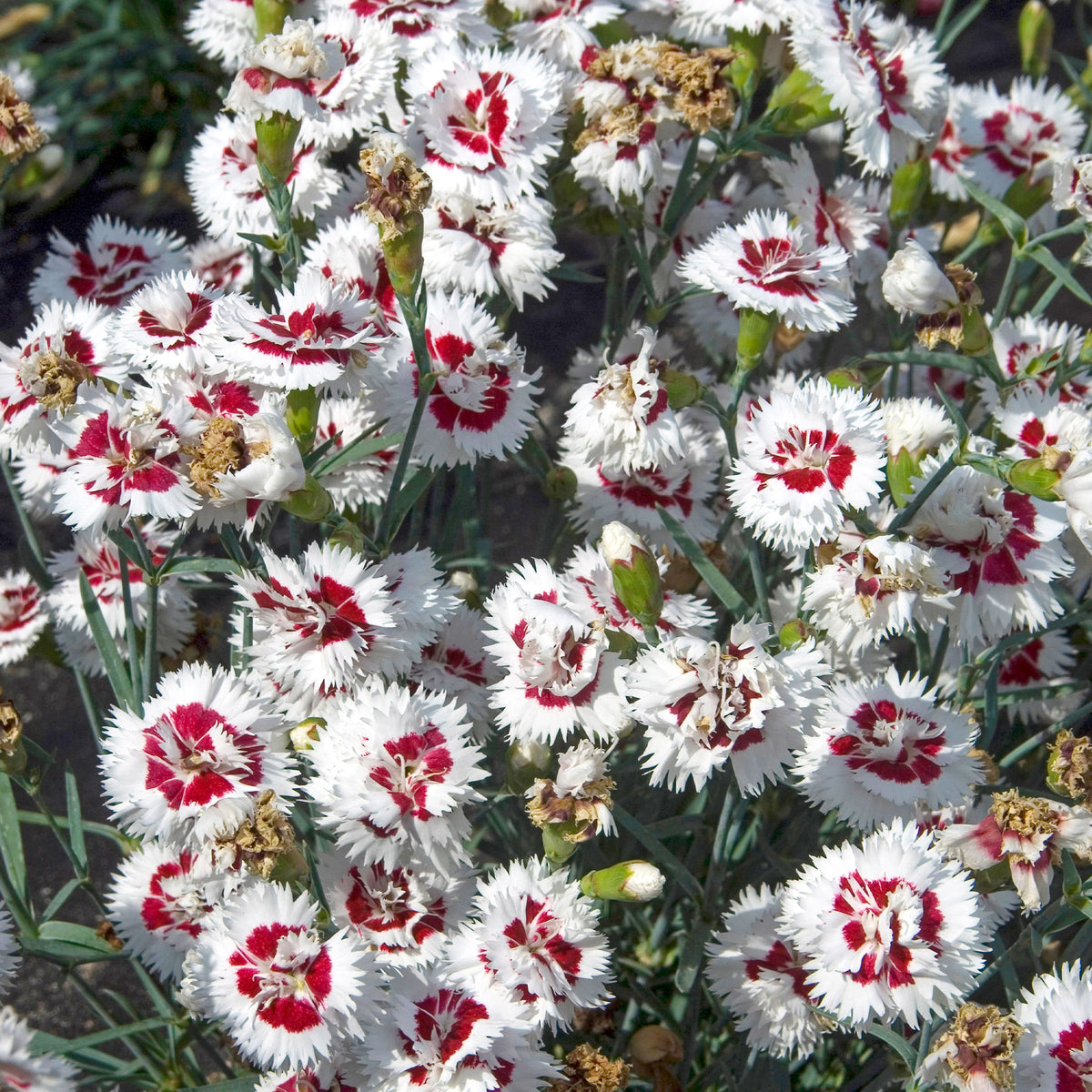 Fransen-Nelke (x2) - Dianthus spiculifolius - Willemse