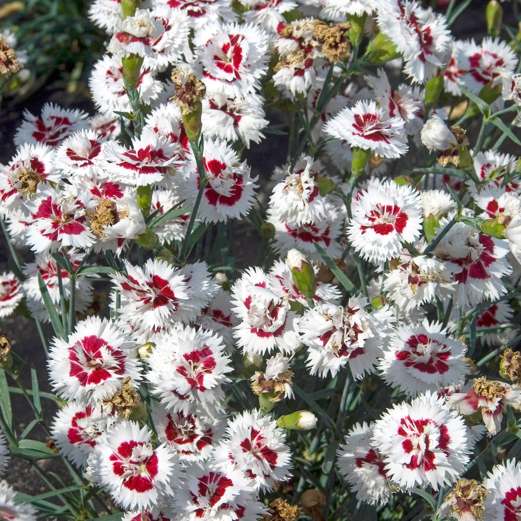 Fransen-Nelke (x2) - Dianthus spiculifolius - Willemse