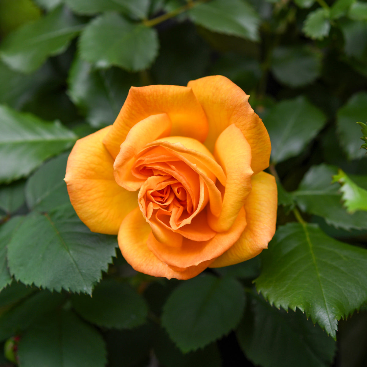 Buschrose Whisky - Rosa whisky - Willemse