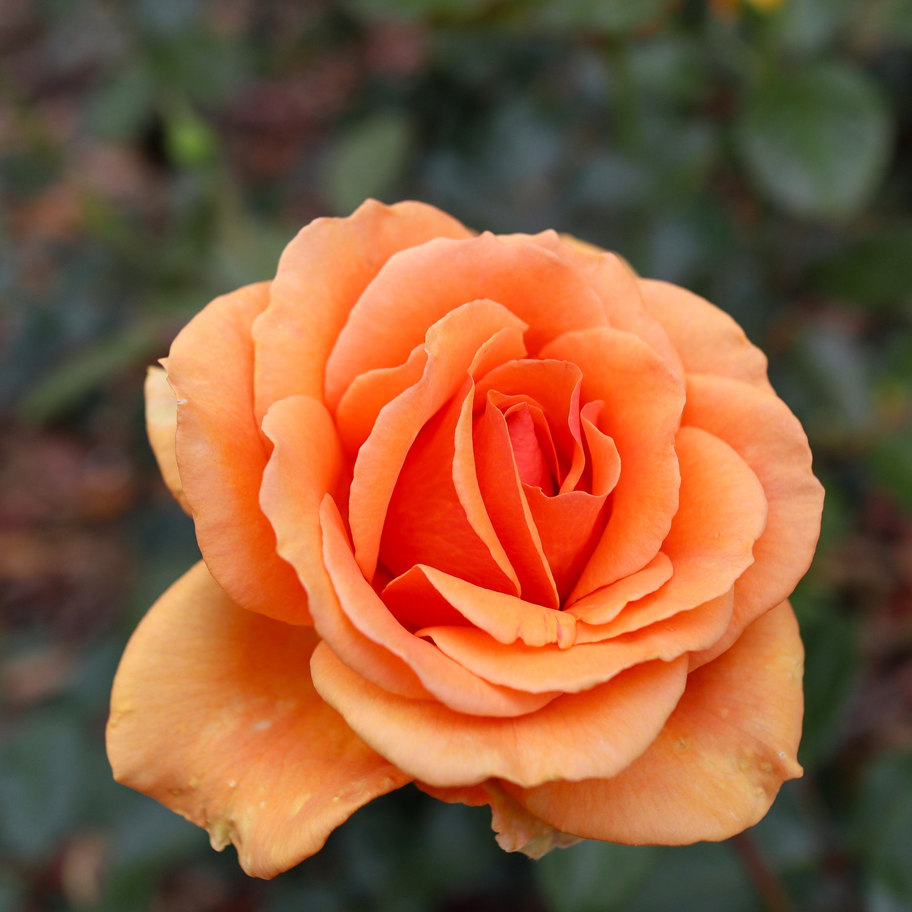 Buschrose Whisky - Willemse