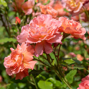 Strauchrose Westerland - Willemse