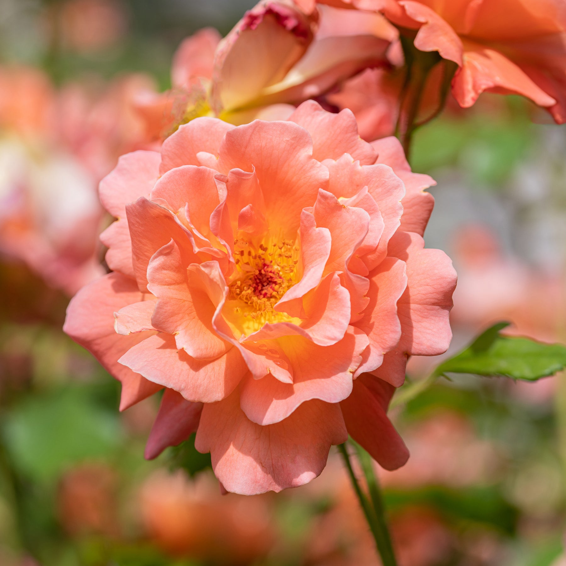 Verkauf Strauchrose Westerland