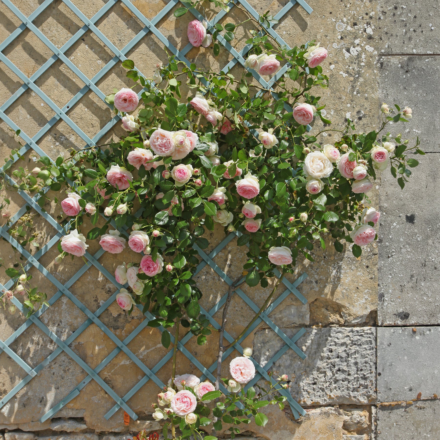 Kletterrosen - Kletterrose ‘Pierre de Ronsard®’ - Rosa grimpant Pierre de Ronsard® Meiviolin