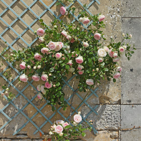 Kletterrosen - Kletterrose ‘Pierre de Ronsard®’ - Rosa grimpant Pierre de Ronsard® Meiviolin
