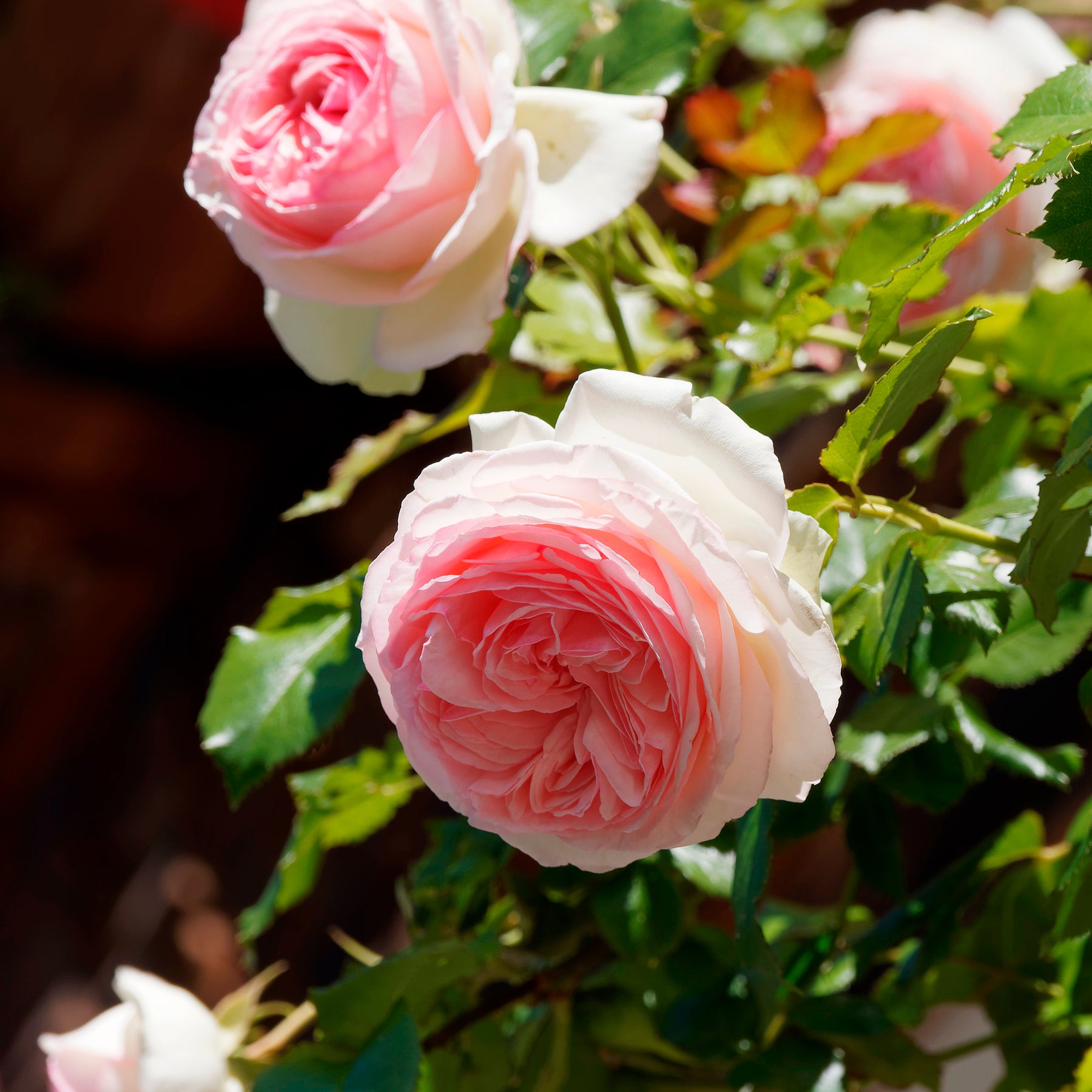 Kletterrose ‘Pierre de Ronsard®’ - Kletterrosen - Willemse