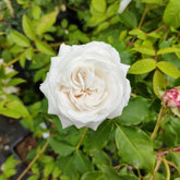 Rose Schneeball (Bourbon) - Rosa boule de neige - Willemse