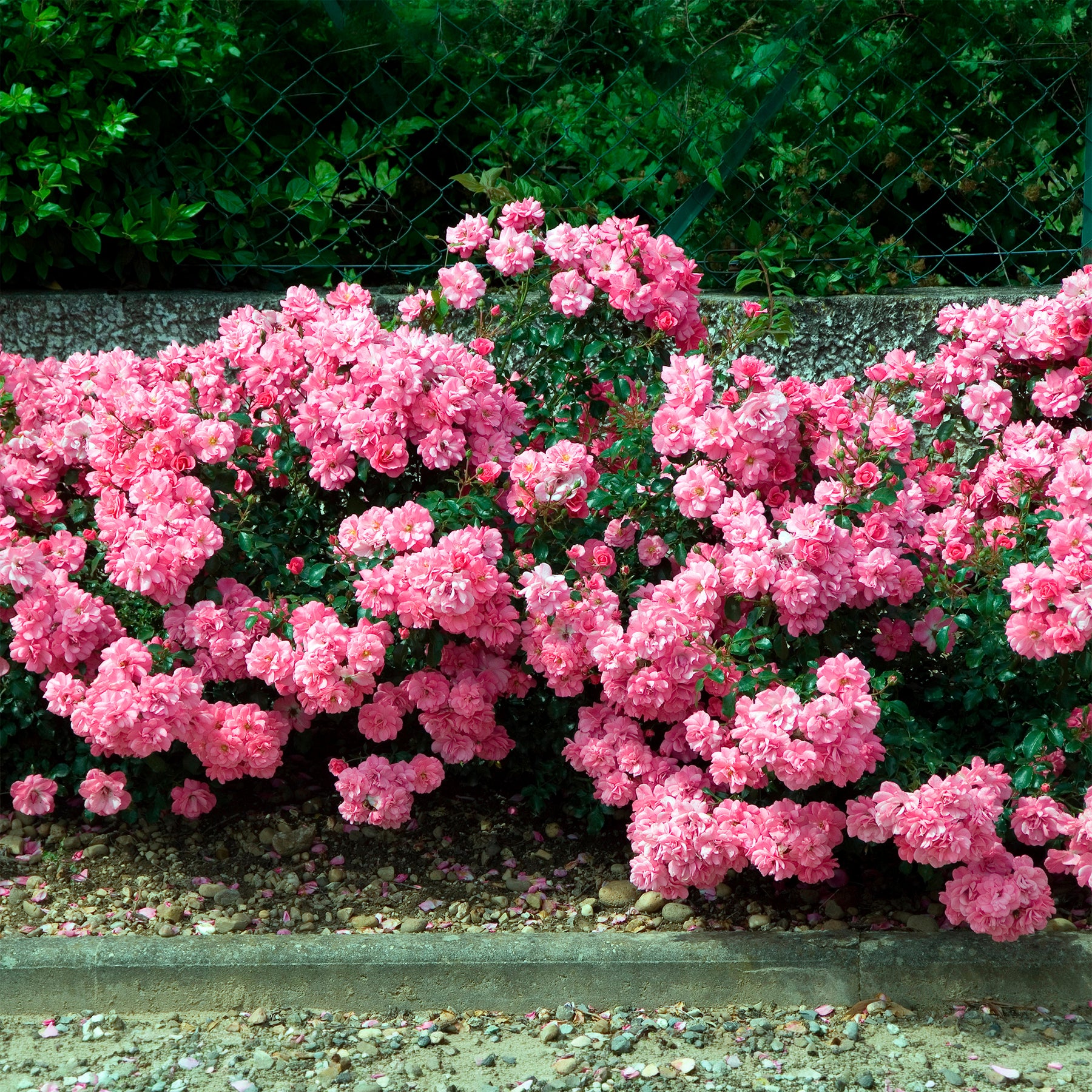 Bodendeckerrosen Mirato ® - Bodendeckerrosen - Willemse