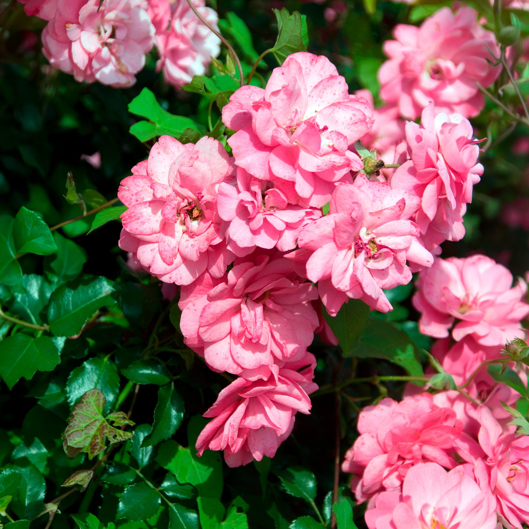 Verkauf Bodendeckerrosen Mirato ® - Bodendeckerrosen