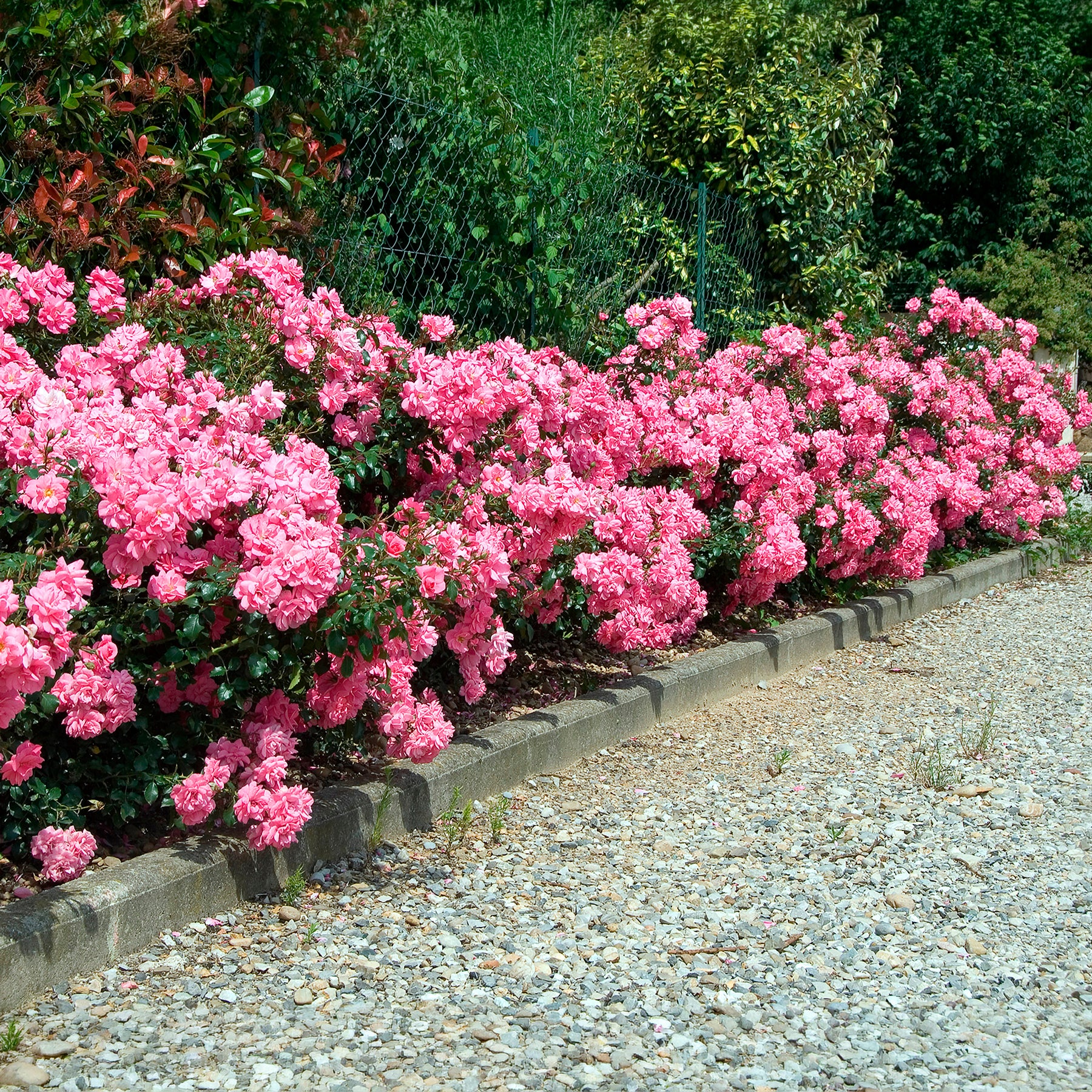 Bodendeckerrosen Mirato ® - Willemse