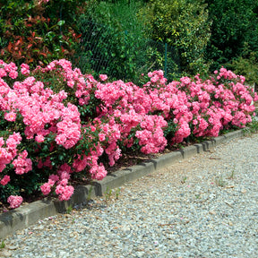 Bodendeckerrosen Mirato ® - Willemse