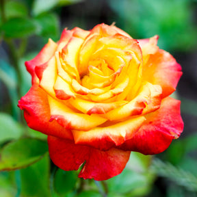 Zweifarbige Strauchrose - Willemse