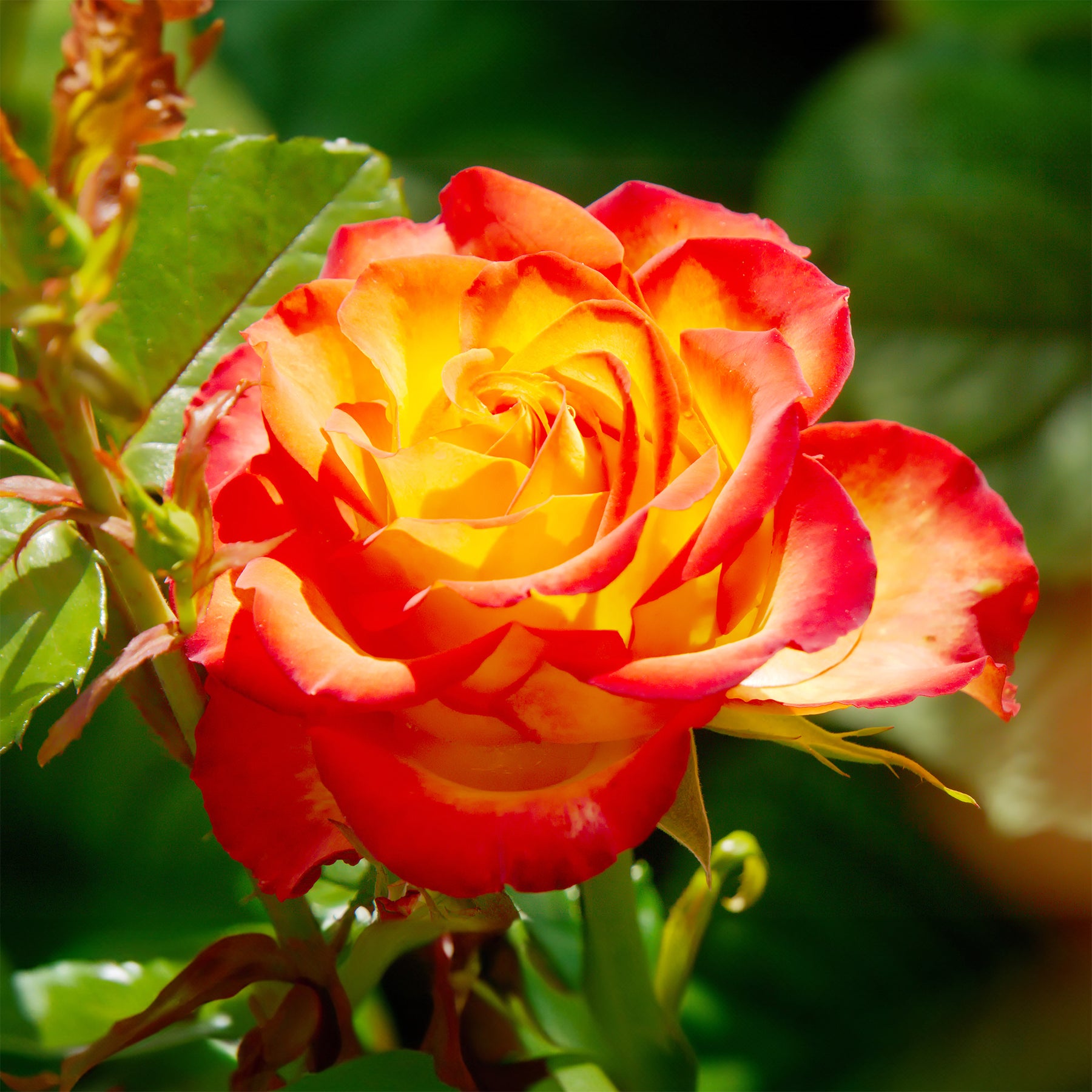 Zweifarbige Strauchrose - Rosa - Willemse