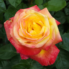 Rosa - Zweifarbige Strauchrose - Rosen - Nackte Wurzeln