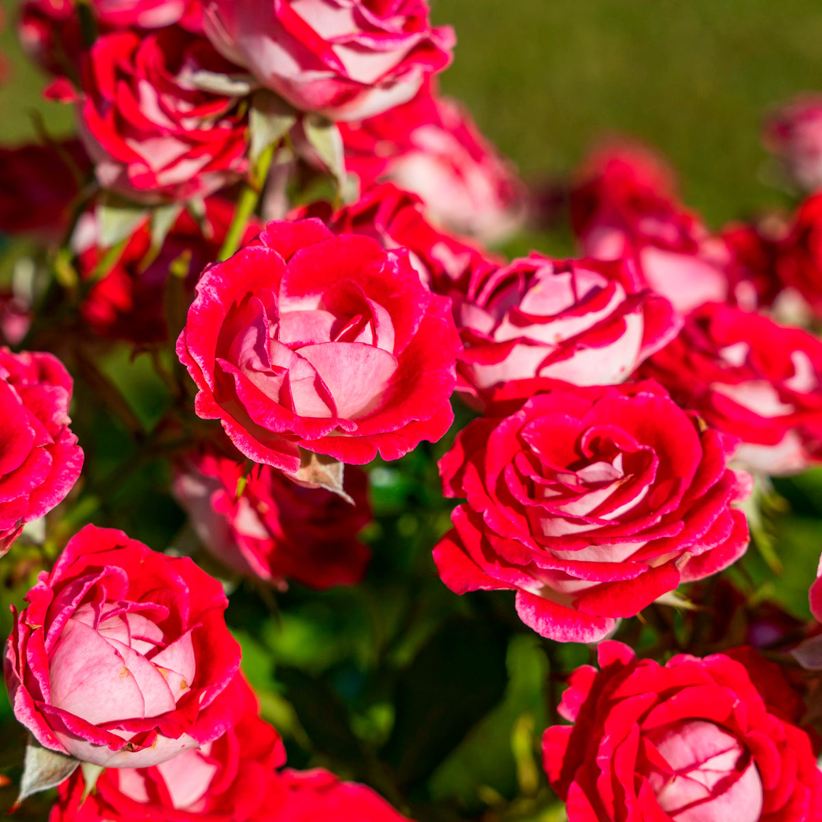Strauchrose Osiria - Rosa Osiria - Willemse