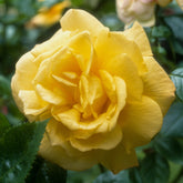 Strauchrose China Town - Willemse