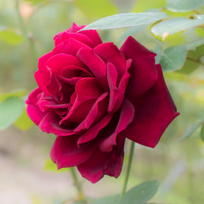 Edelrose Oklahoma - Rosa oklahoma - Willemse